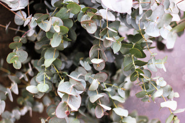 20 SILVER DROP EUCALYPTUS Gunnii Cider Gum Silver Blue Foliage Florist Tree Seeds